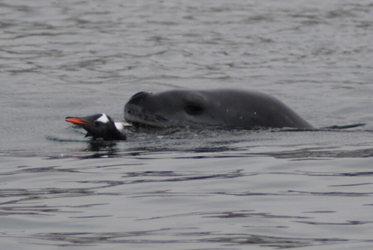 KIITEs Polar 18 A Gentoo meal for the Leopard Seal_Jamie Scherbeijn