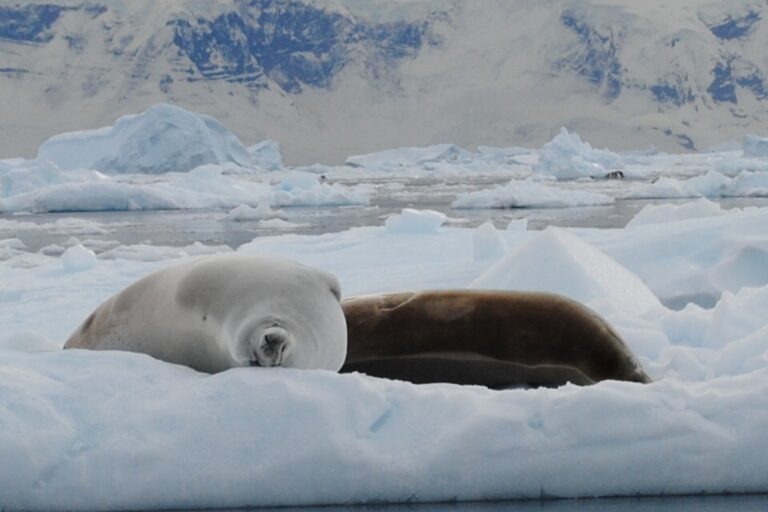 KIITEs Polar 13 Crabeater Seals_Jamie Scherbeijn