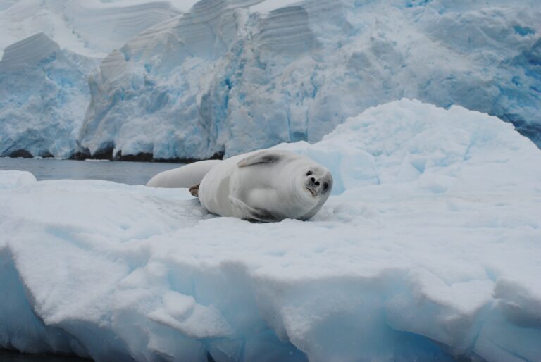 KIITEs Polar 11 Crabeter Seal_Jamie Scherbeijn