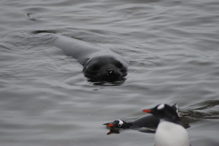 KIITEs Polar 12 Elephant Seal & Gentoo Penguins_Jamie Scherbeijn