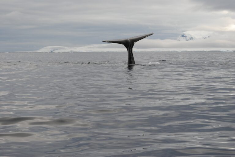 KIITEs Polar 8 Humpback Whale in Antarctica_Jamie Scherbeijn