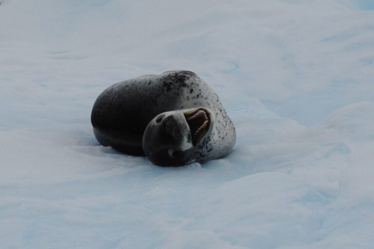 KIITEs Polar 6 Leopard Seal_Jamie Scherbeijn