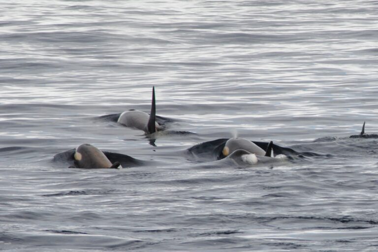 KIITEs Polar 5 Orca time_Jamie Scherbeijn