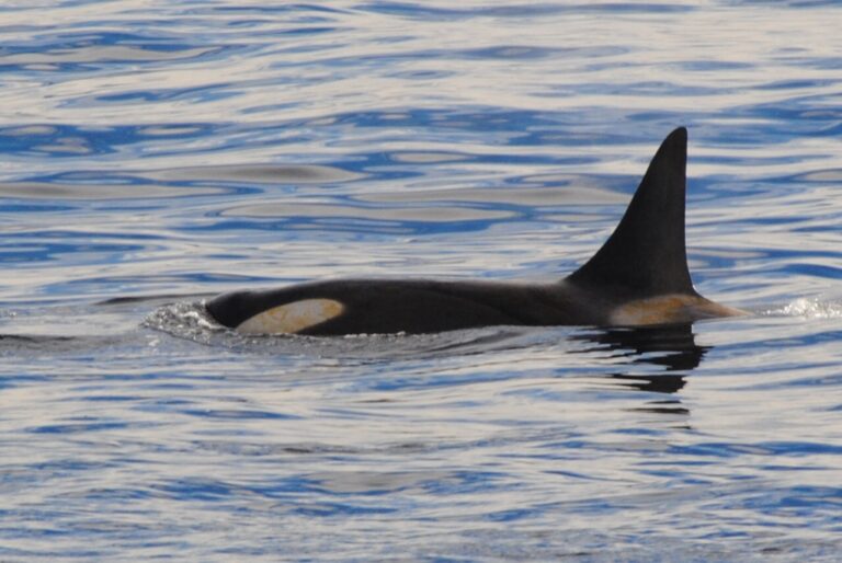 KIITEs Polar 4 Orca_Jamie Scherbeijn