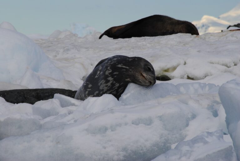 KIITEs Polar 2 Weddell Seals_Jamie Scherbeijn