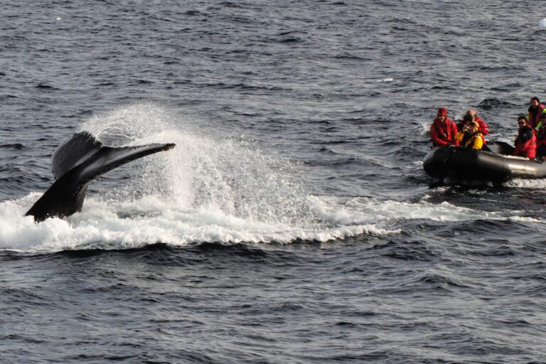 KIITEs Polar 1 Zodiac Cruising_Jamie Scherbeijn