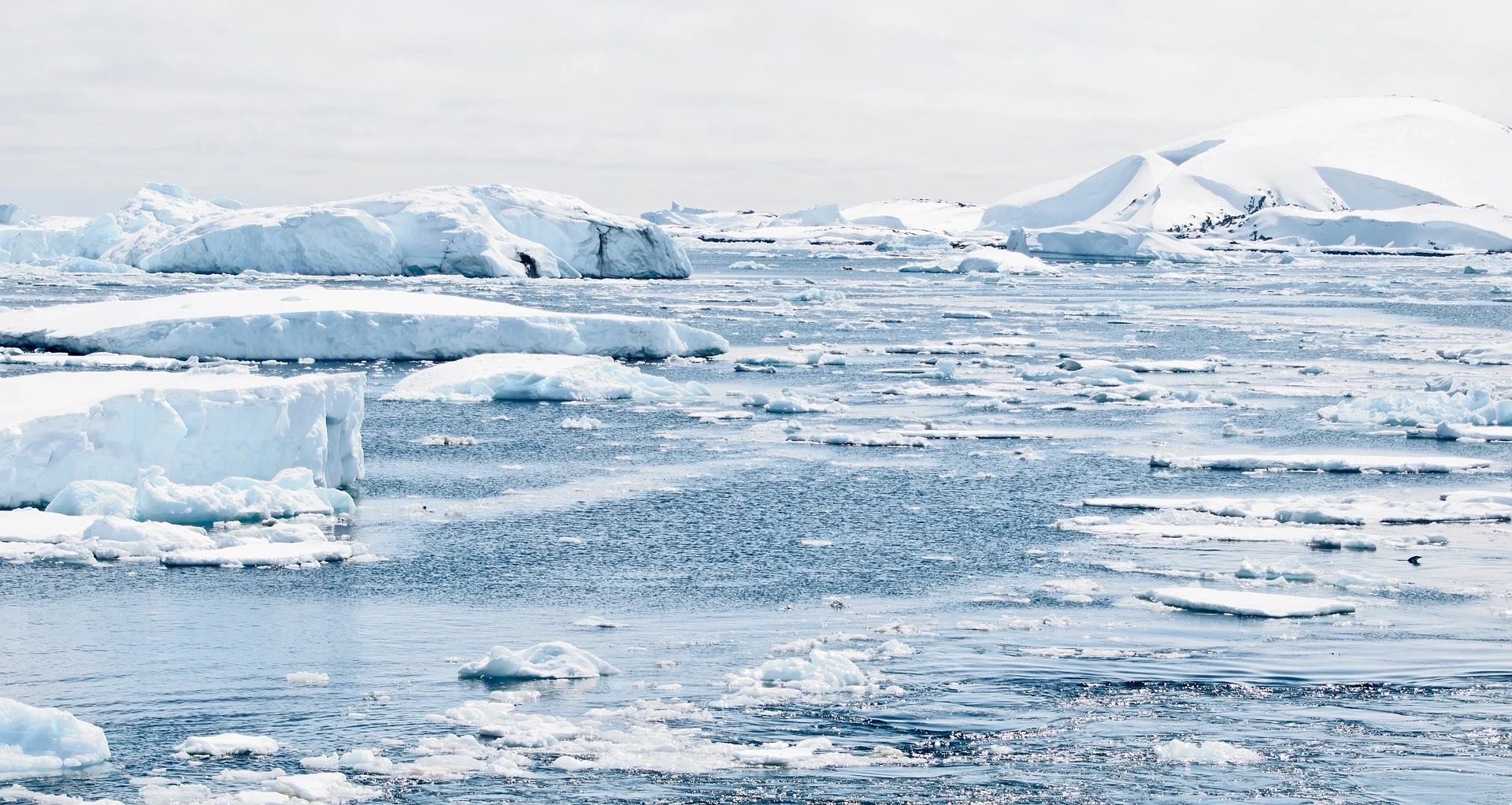 Explore Antarctica: A Luxury Guide to Experiential Antarctic Expeditions