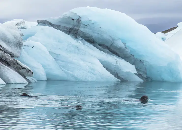 Explore Antarctica: A Luxury Guide to Experiential Antarctic Expeditions